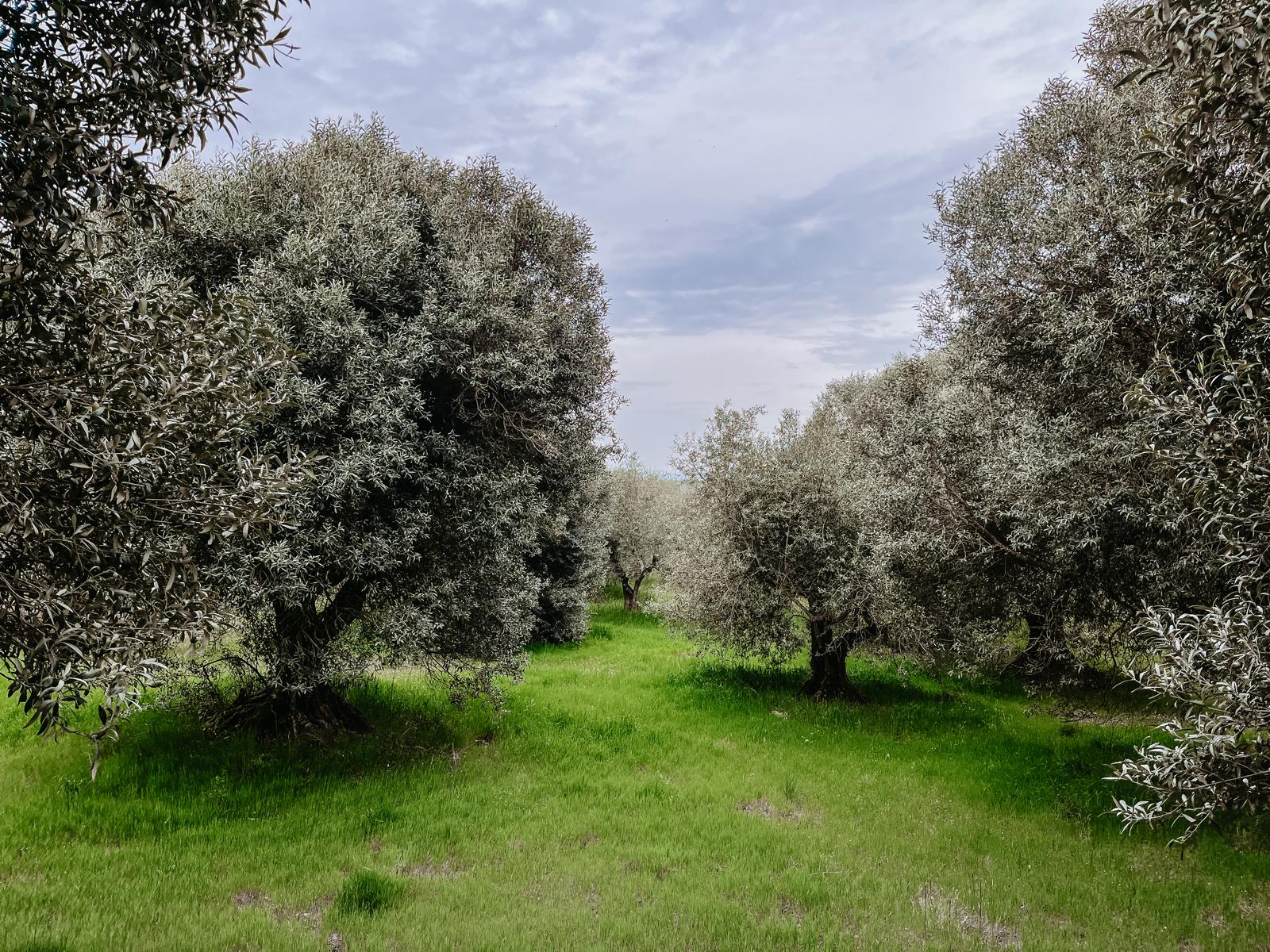 Paisaje de fincas de producción de aceites Cabioli - Vilanova, Lleida